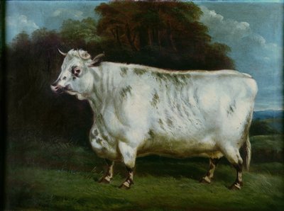 A shorthorn cow by English School